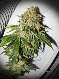 Cannaventure Seeds Garlic Breath Regular