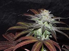 Cannaventure Seeds L.A. Affair Regular