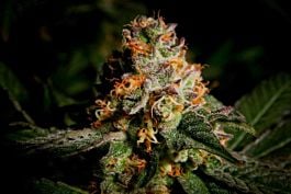 Cannaventure Seeds Tennessee Purple Kush Regular