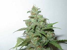 Homegrown Fantaseeds Caramella Feminized