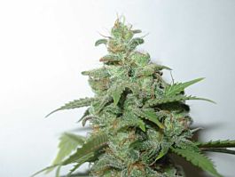 Homegrown Fantaseeds Caramella Auto Feminized