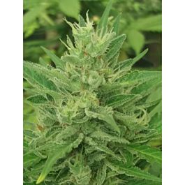 Lineage Genetics Caramel Creme Auto Feminized
