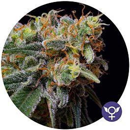 The Bulldog Seeds Caramelicious Feminized