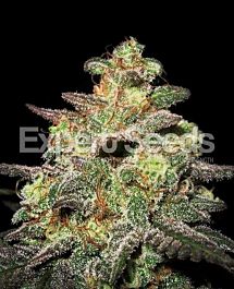 Expert Seeds Caramella Auto Feminized