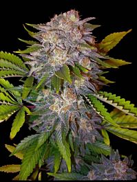 Delicious Caramelo Feminized