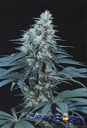 CannaBioGen Caribe Regular