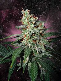 Ministry of Cannabis Carnival Feminized