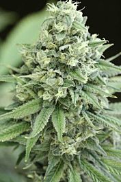 Devils Harvest  Casey Jones Feminized