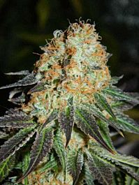 Cream Of the Crop Seeds Cash Crop Auto Feminized