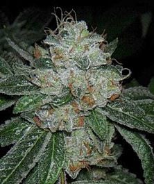 Archive Seeds Casper OG Regular