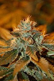 DNA Genetics Cataract Kush Regular
