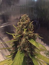 CBD Crew CBD 3D Regular