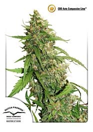 Dutch Passion CBD Auto Compassion Lime Feminized Seeds 