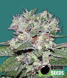 Bomb Seeds CBD Bomb Feminized