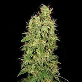Serious Seeds CBD Chronic Feminized