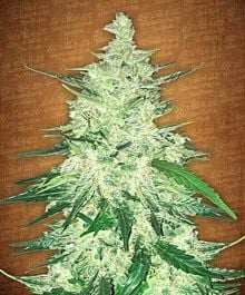 FastBuds Seeds CBD Crack Auto Feminized