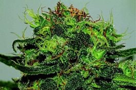 Seedsman CBD Critical Mass Feminised