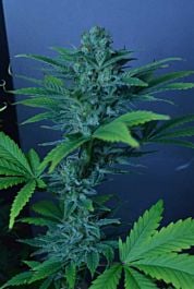 CBD Crew CBD Divine Regular