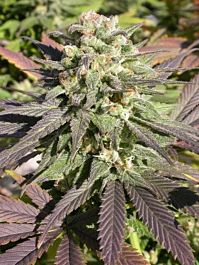 Serious Seeds CBD Enriched Warlock Feminized