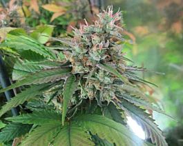BC Bud Depot CBD God Regular