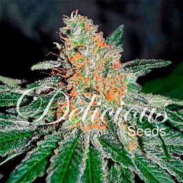 Delicious CBD Jam Feminized