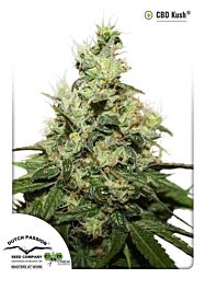 Dutch Passion CBD Kush Feminized Seeds 