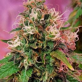 CBD Crew CBD OG Kush Feminized