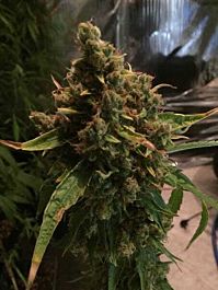 CBD Crew CBD PH Regular