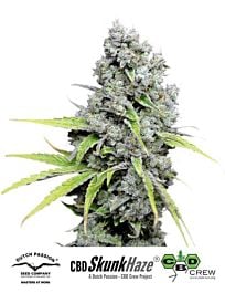 Dutch Passion CBD Skunk Haze Feminised