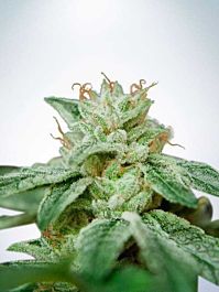 Ministry of Cannabis CBD Star Feminised