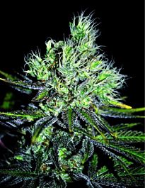 Seedsman CBD Sweet 'N' Sour Widow Regular