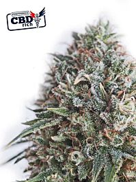Positronics Seeds CBD Critical 47 Feminized