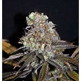 CBD Crew CBD Critical Mass Feminised