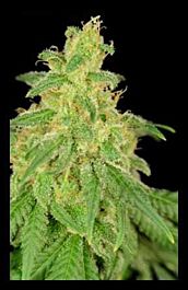 HOTGG Seeds CBD René Feminized