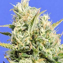 Original Sensible Seeds CBD Lemon AID Feminized