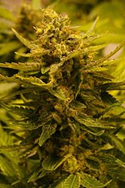 Cali Connection CBD OG Regular