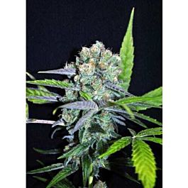 CBD Crew CBD Outdoor Mix Feminised
