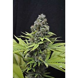 CBD Crew CBD Shark Feminized