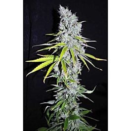 CBD Crew CBD Skunk Haze Feminized