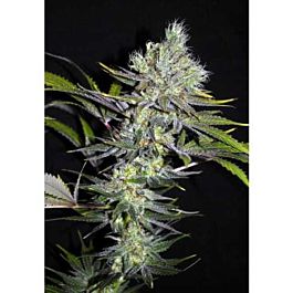 CBD Crew CBD Sweet 'n Sour Widow Regular Seed