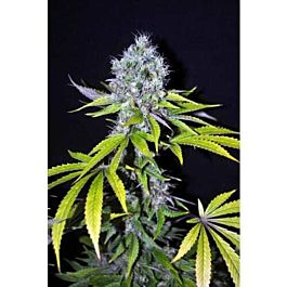 CBD Crew CBD Yummy Feminized