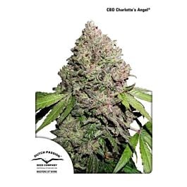 Dutch Passion CBD Charlotte's Angel Feminized Seeds 