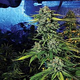 Cali Connection Blue Dream Haze Feminised