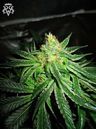 SICK MEDS Chupacabra Regular