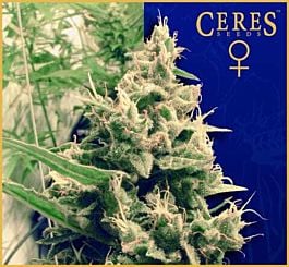 Ceres Seeds Hollands Hope Feminised