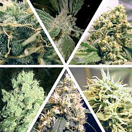 Ceres Seeds Ceres Feminised Seeds Mix