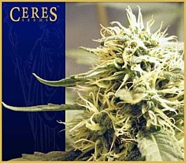 Ceres Seeds Ceres Kush Regular