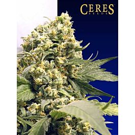Ceres Seeds Northern Lights x Skunk #1 Regular