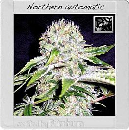 BlimBurn Seeds Northern Automatic Feminized