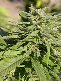 Serious Seeds Biddy Early Feminised